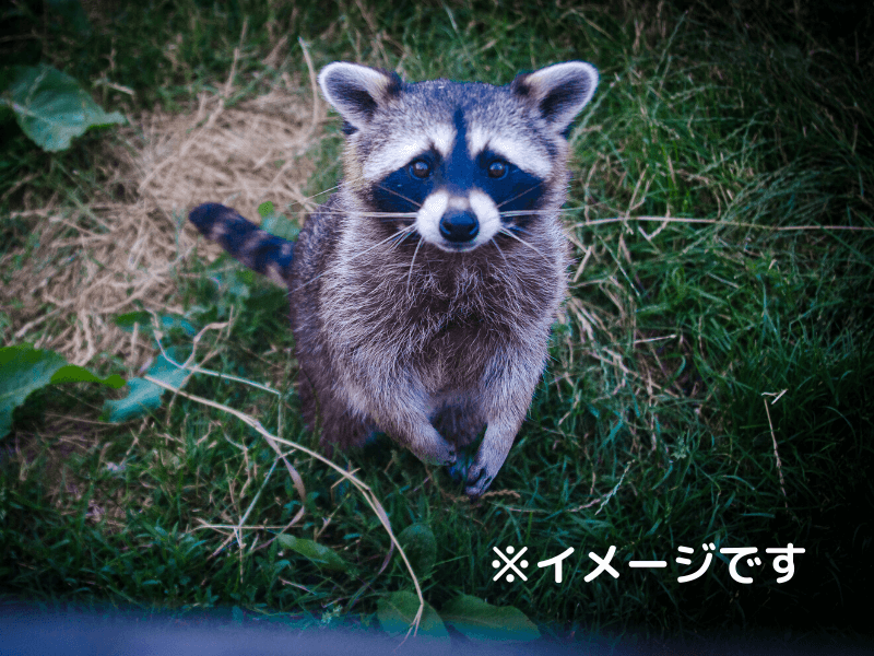 うどん県と淡路島 3泊4日のキャンプ旅行記（野生のタヌキが現れたイメージ）